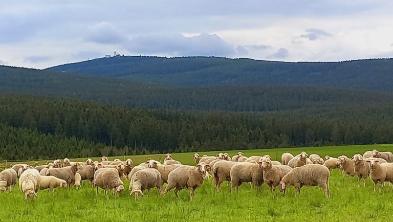 Das Sehmatal grenzt an das größte zusammenhängende Waldgebiet im Erzgebirge Das Sehmatal grenzt an das größte zusammenhängende Waldgebiet im Erzgebirge