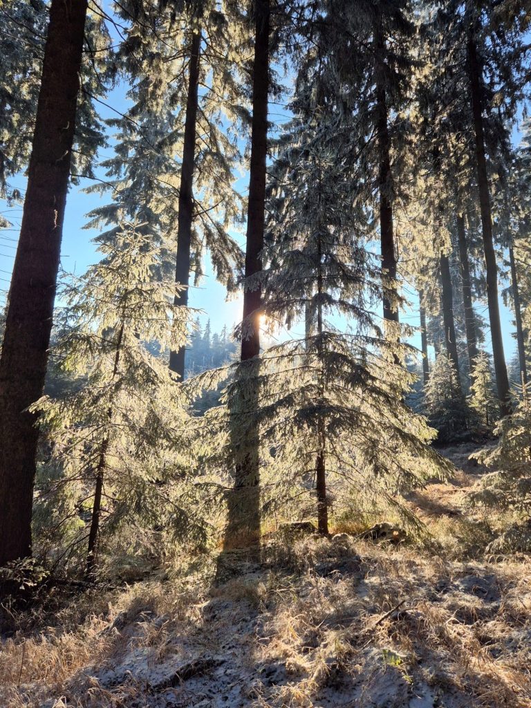 Märchenhafter Winterwald Märchenhafter Winterwald