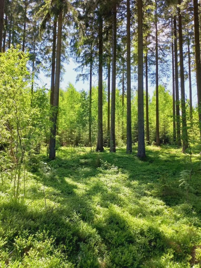 Der Wald am Neudorfer Haxn'haisel Der Wald am Neudorfer Haxn'haisel